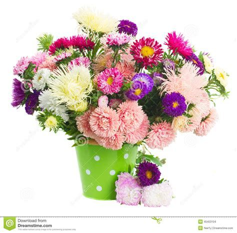 Астра в горшке