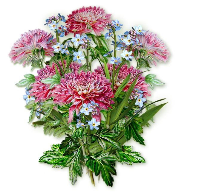 Цветок Астра.