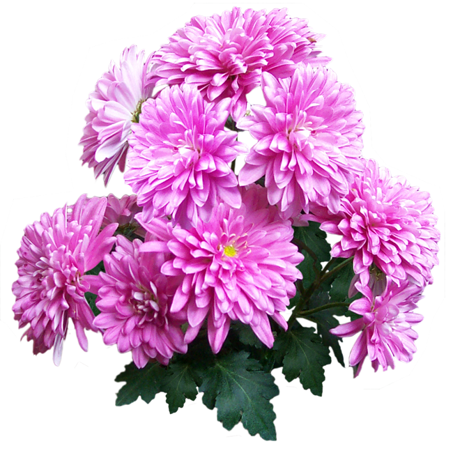 Хризантема пурпле Магнетик