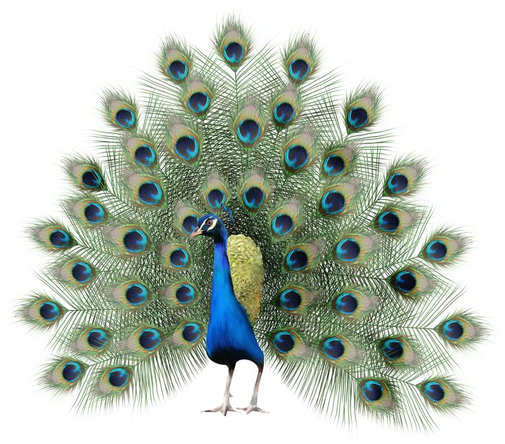 Павлин хвост