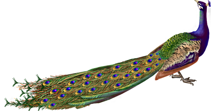 Павлин на белом фоне