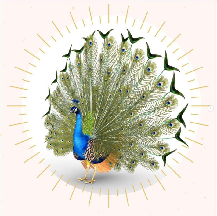 Павлин в Гоа без хвоста