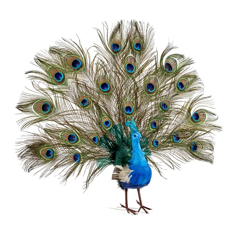 Обыкновенный Павлин