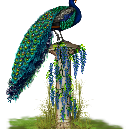 Павлины на прозрачном фоне