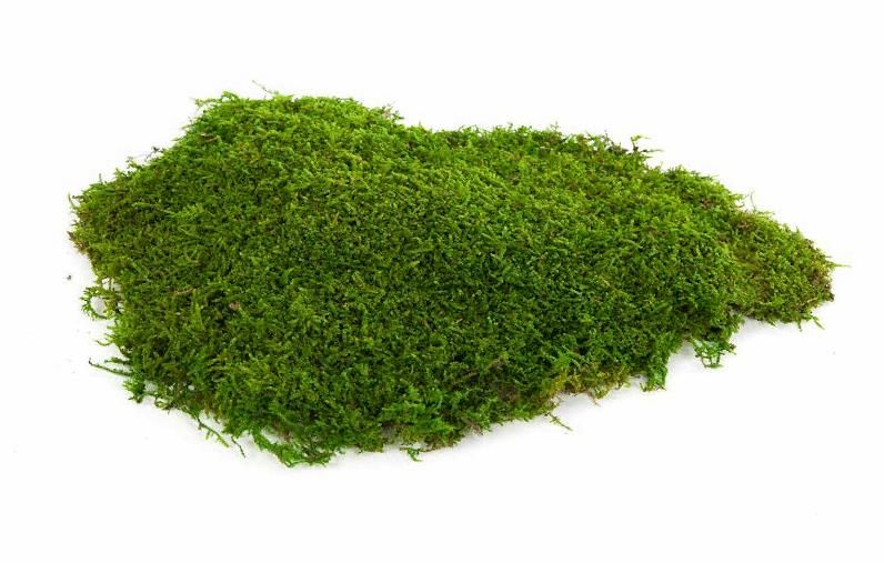 Мох Плантмос