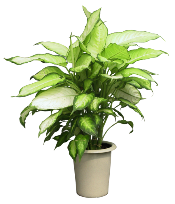 Спатифиллум сингониум