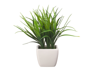 Цветок Осока комнатный