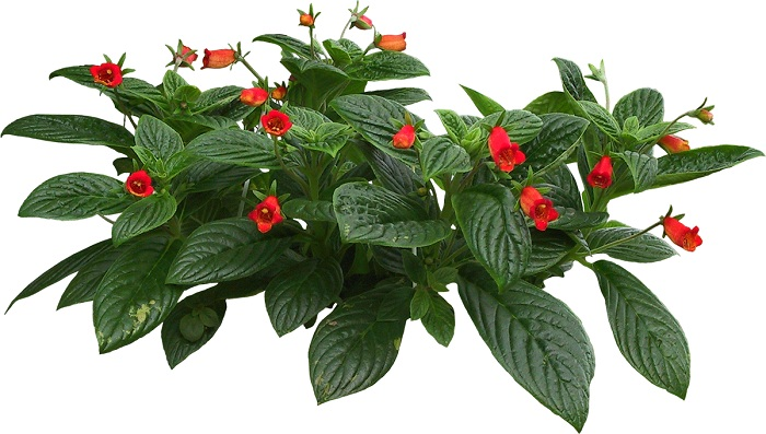 Комнатные цветы на прозрачном фоне