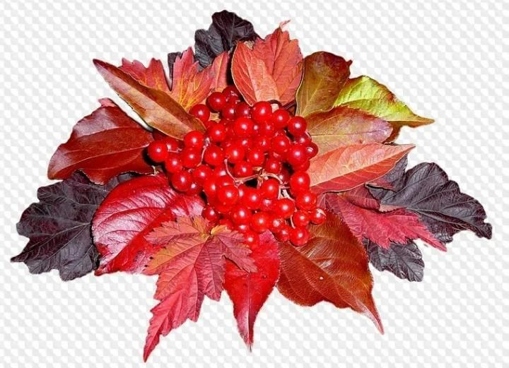 Осенний букет из листьев и рябины