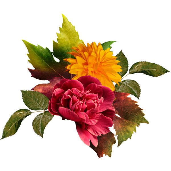 Осенние цветы на прозрачном фоне
