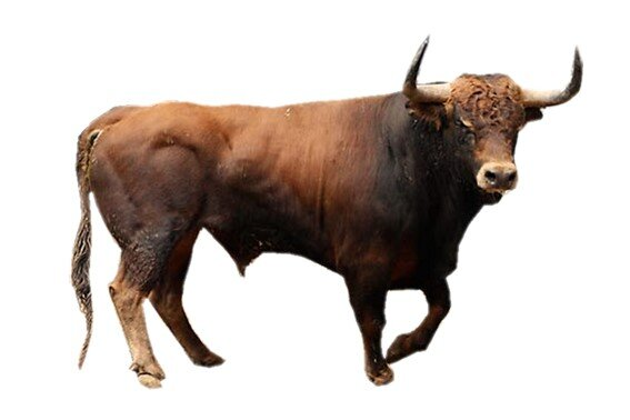 Вол бык