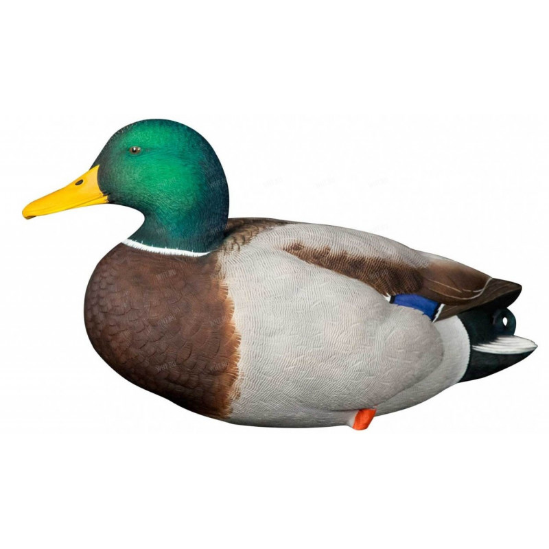 Утка на белом фоне