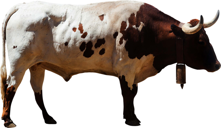 Корова без фона