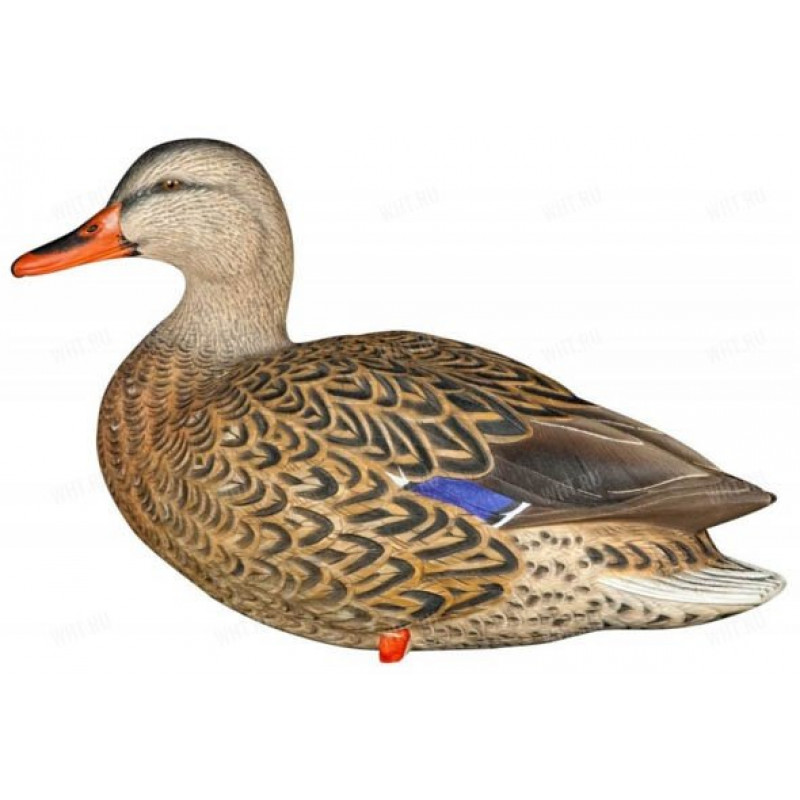 Утка на белом фоне