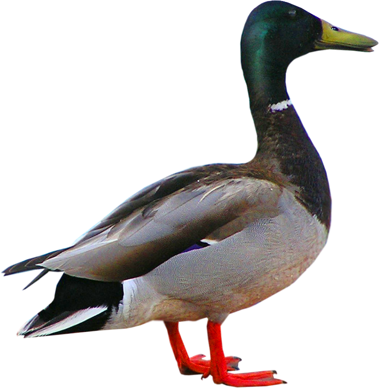 Утка без фона