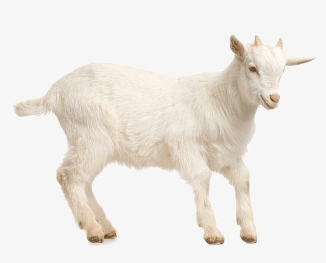 Белая коза