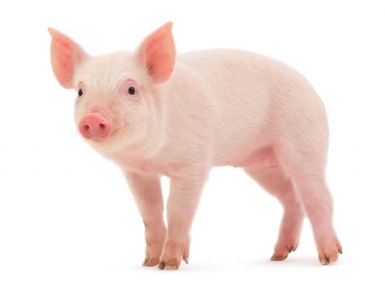 Поросенок без фона