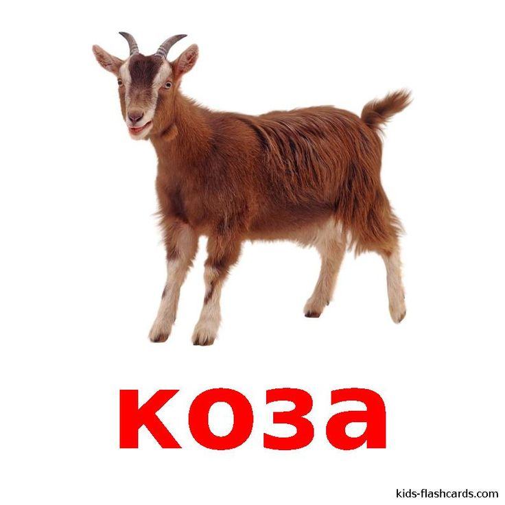 Карточка коза