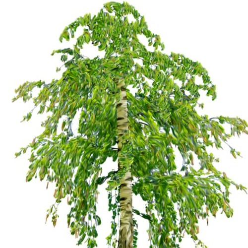 Береза на белом фоне