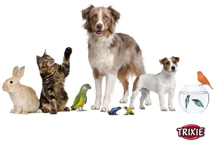 Домашние питомцы для детей