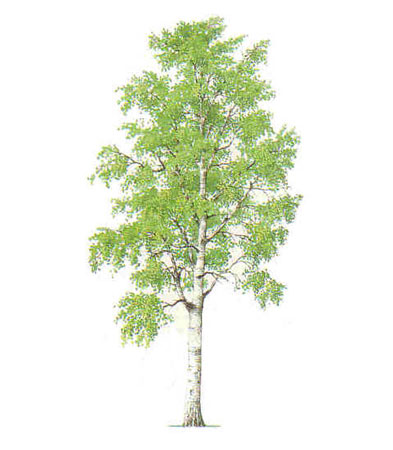 Береза на прозрачном фоне