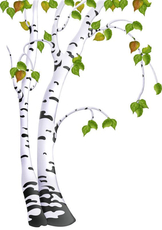 Береза для детей