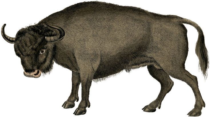 Бык на прозрачном фоне