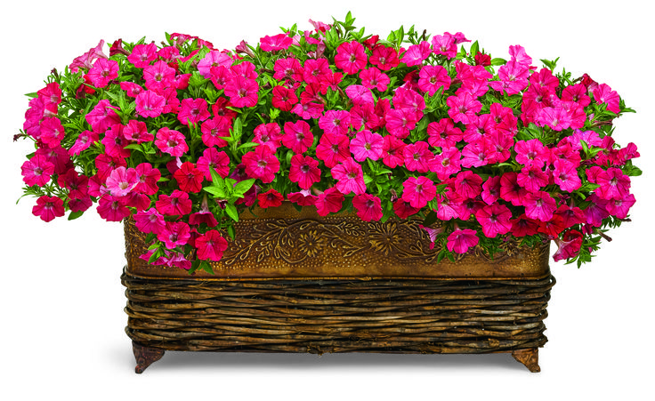 Петуния горшечная