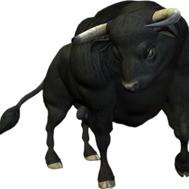 Буйвол на белом фоне