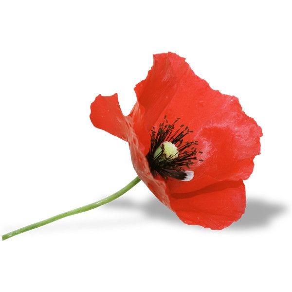 Мак на белом фоне
