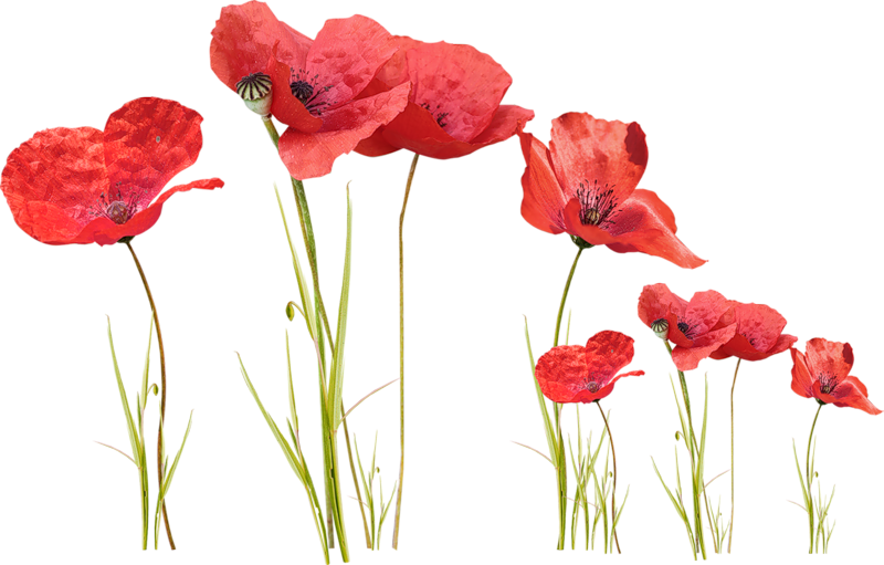 Полевые цветы на белом фоне