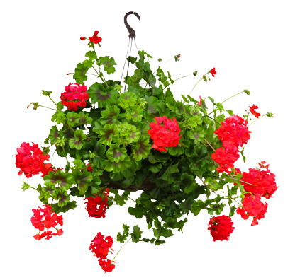 Пеларгония ампельная