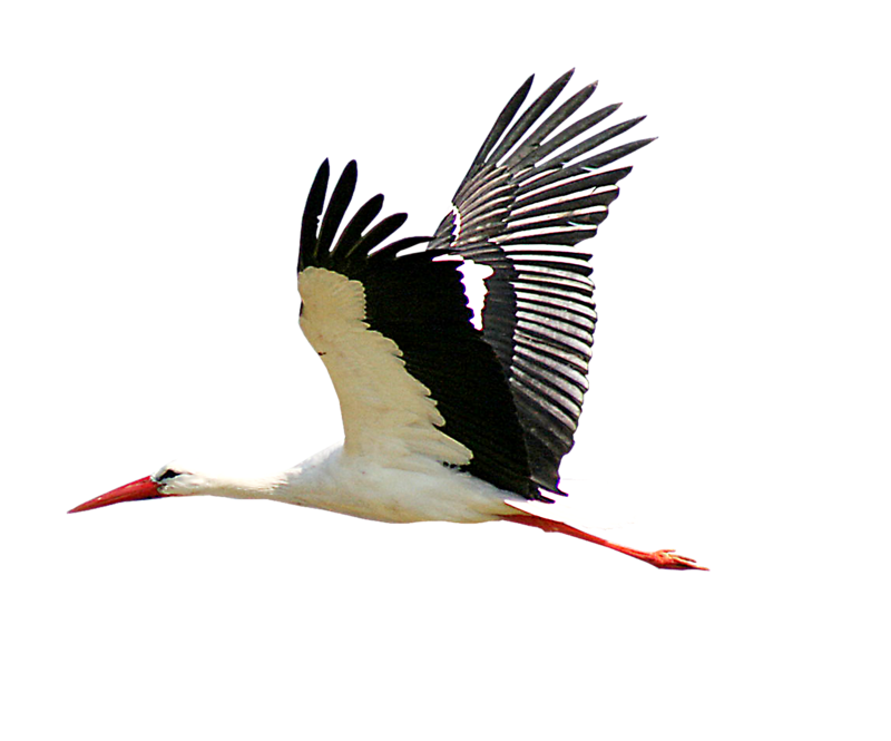 Аист на белом фоне