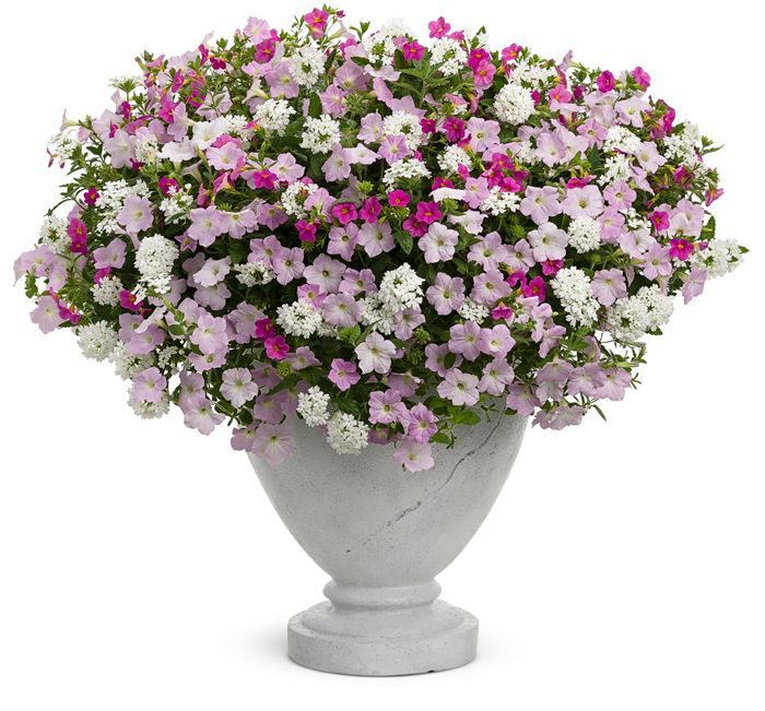 Петуния Эппл блоссом