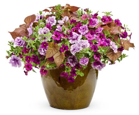 Калибрахоа Лавандер