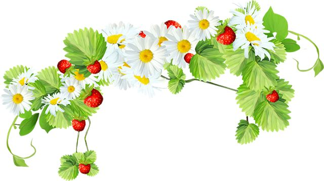 Земляника на белом фоне