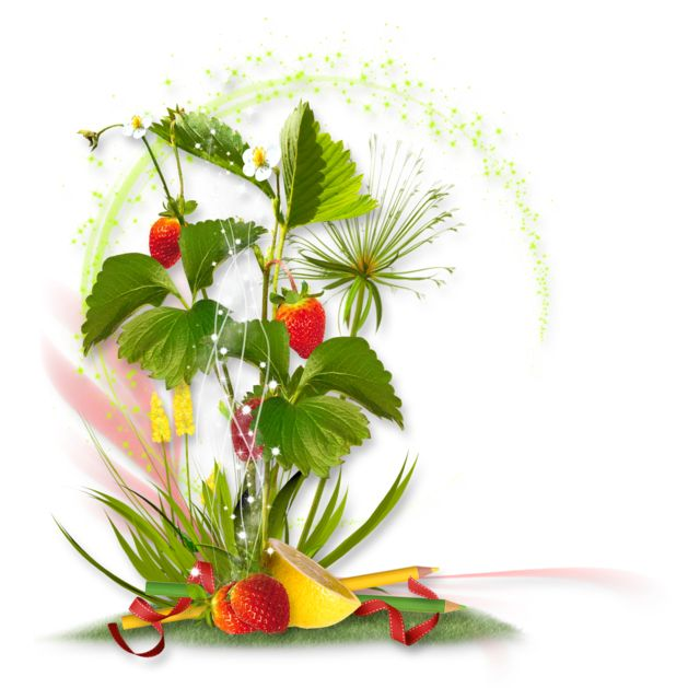 Земляника на белом фоне