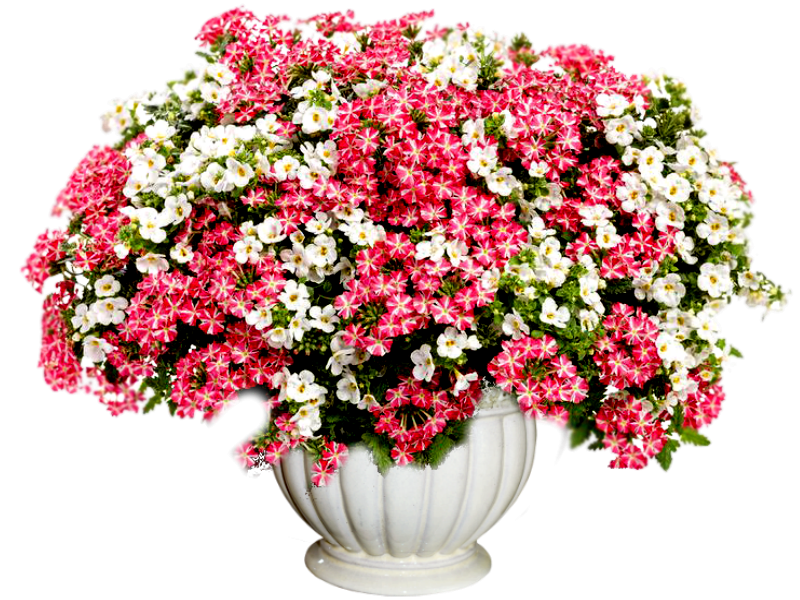 Цветок в горшке на прозрачном фоне