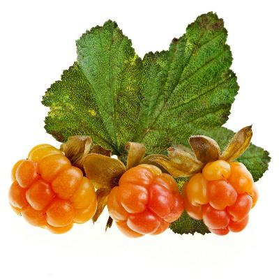 Морошка ягода куст