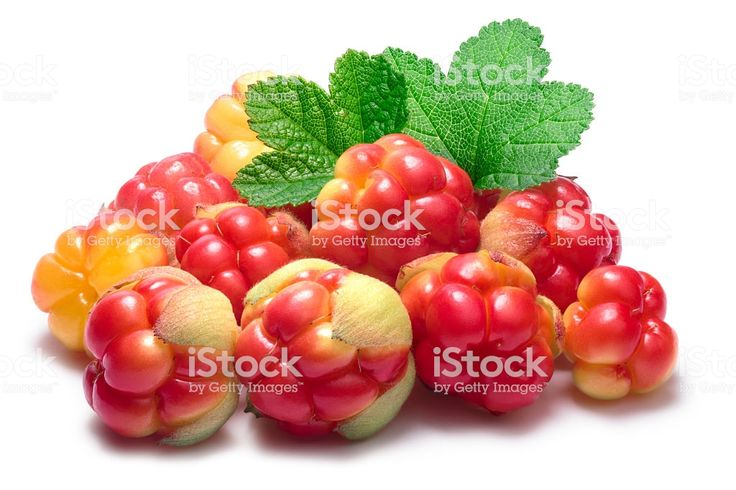 Морошка ягода куст