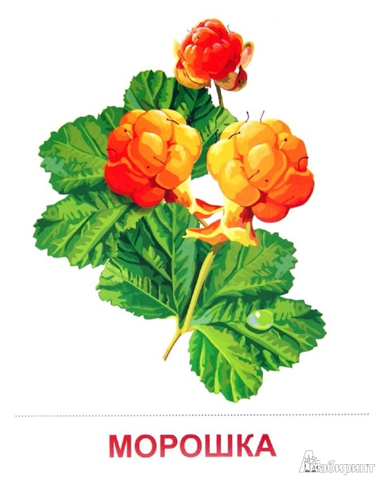 Морошка карточка