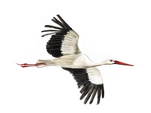 Аист летит