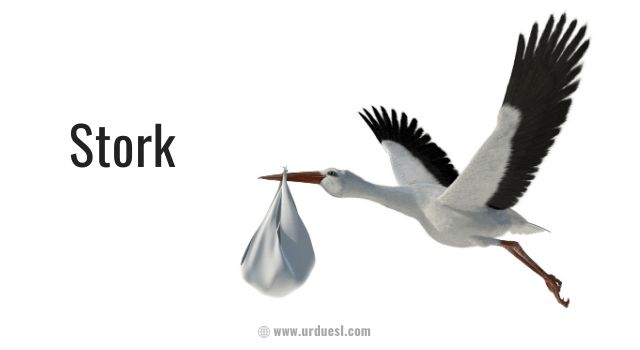 Аист на прозрачном фоне