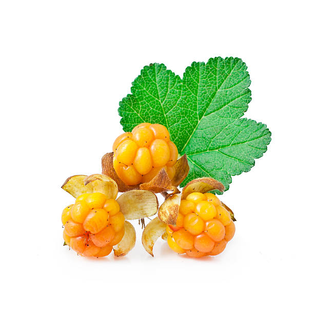 Морошка ягода на белом фоне