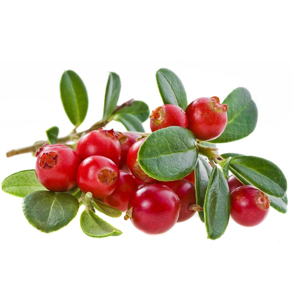 Клюква куст