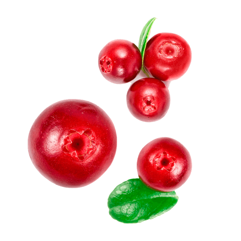 Клюква ягода