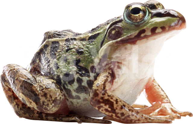 Земноводные на белом фоне