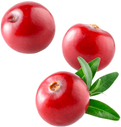 Клюква без фона