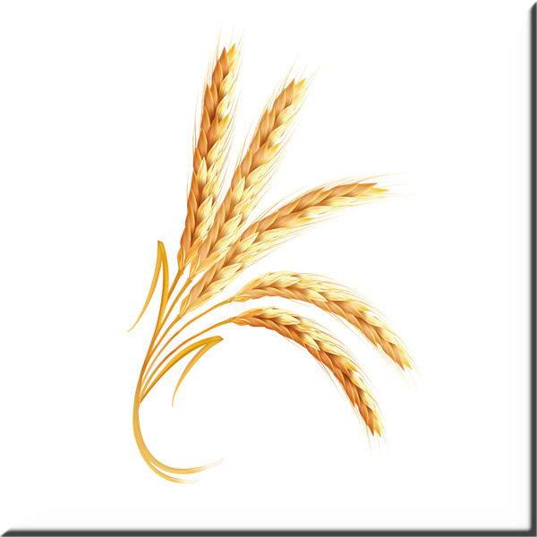 Колосок зерно