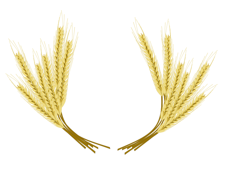 Колос ячменя без фона